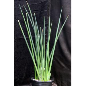 Sansevieria erythraeae 2-gallon pots