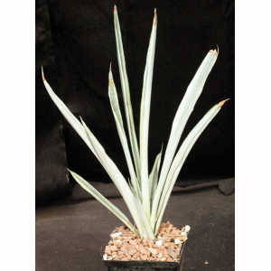 Sansevieria trifasciata cv Bantels Sensation 5-inch pots