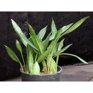 Sansevieria concinna (Lake Sibaya, South Africa) 3-gallon pots