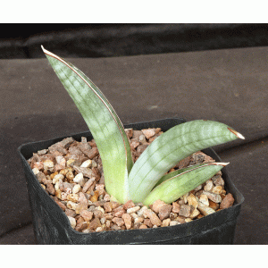 Sansevieria eilensis one-gallon pots