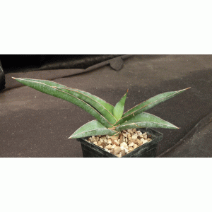 Sansevieria lavranii 5-inch pots