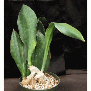 Sansevieria cv Malawi Midnight 8-inch pots