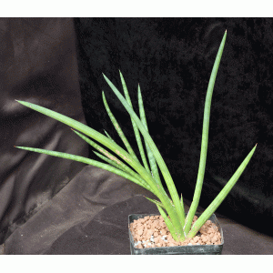 Sansevieria phillipsiae (KEW 410-74-03700) one-gallon pots