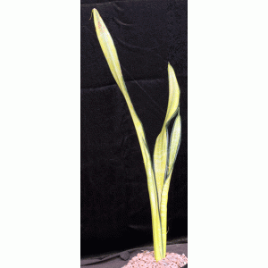 Sansevieria trifasciata cv Forescate one-gallon pots