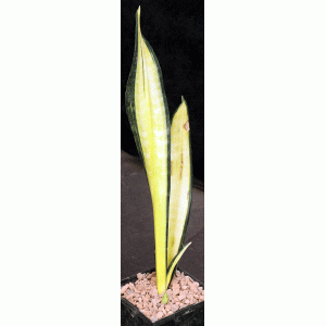 Sansevieria trifasciata cv Forescate 5-inch pots