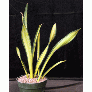 Sansevieria trifasciata cv Forescate 8-inch pots