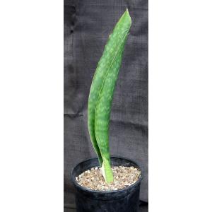 Sansevieria alwitrii (BG98-293) 2-gallon pots