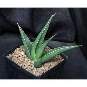 Sansevieria arborescens (Lav 23151) one-gallon pots