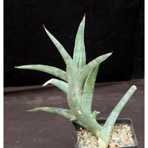 Sansevieria arborescens one-gallon pots