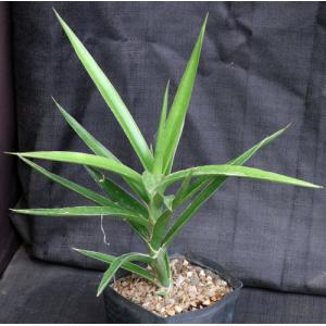 Sansevieria bagamoyoensis one-gallon pots