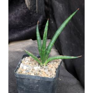 Sansevieria bella (Newton 3945) 5-inch pots