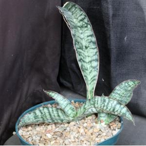 Sansevieria bhitalae (Bhitala 1014) 8-inch pots
