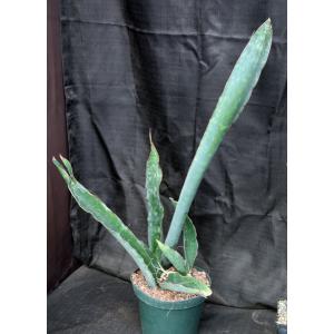 Sansevieria bhitalaecv Superclone(GC 81-071) 10-inch pots