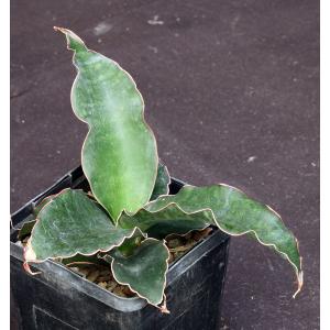 Sansevieria bhitalae (seedling) 5-inch pots