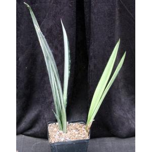 Sansevieria trifasciata cv Bantels Sensation one-gallon pots