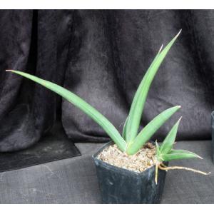Sansevieria cv Doris Pfennig one-gallon pots
