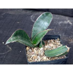 Sansevieria hallii cv Giant Bat one-gallon pots