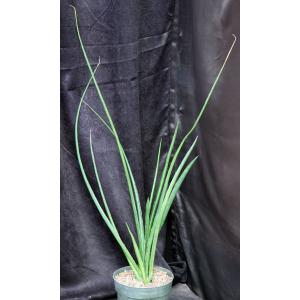 Sansevieria cv Midnight Star 8-inch pots