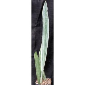 Sansevieria metallica cv Tenzan one-gallon pots