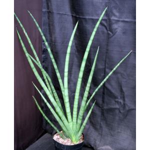Sansevieria cylindrica cv Skyline 8-inch pots