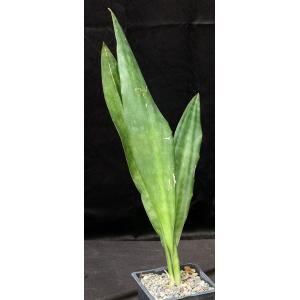 Sansevieria dawei one-gallon pots