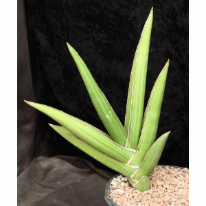 Sansevieria disticha (Lav 23154) 2-gallon pots