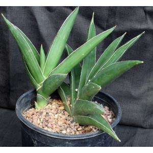 Sansevieria disticha (Lav 23154) 2-gallon pots