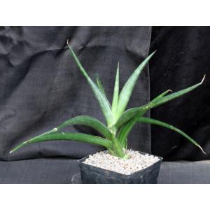 Sansevieria downsii (Downs 1775) one-gallon pots