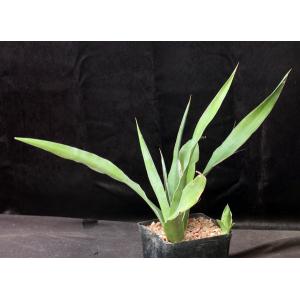 Sansevieria dumetescens (WY 1157) one-gallon pots