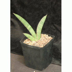 Sansevieria eilensis one-gallon pots