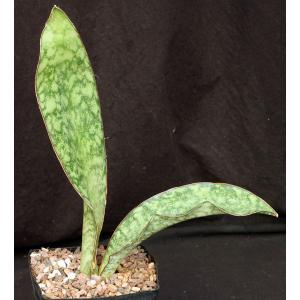 Sansevieria elliptica (Bhitala 1019) one-gallon pots