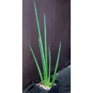 Sansevieria erythraeae one-gallon pots