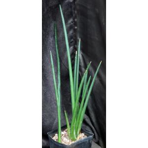 Sansevieria erythraeae one-gallon pots