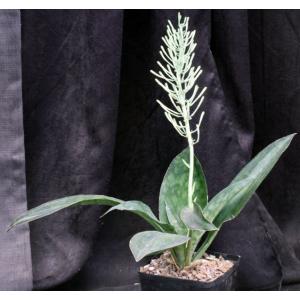 Sansevieria fasciata one-gallon pots