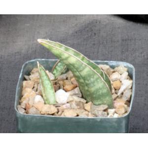 Sansevieria fischeri 4-inch pots