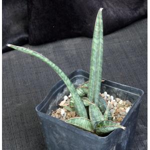 Sansevieria fischeri one-gallon pots