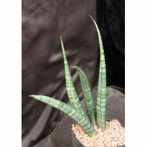 Sansevieria fischeri one-gallon pots