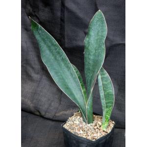 Sansevieria forskaliana (Yemen) one-gallon pots