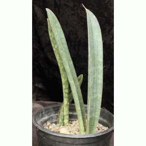 Sansevieria hallii (large form) 2-gallon pots