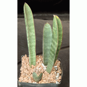 Sansevieria hallii one-gallon pots