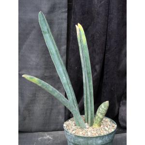 Sansevieria hallii 8-inch pots