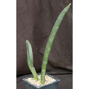 Sansevieria hallii cv Blue Bat one-gallon pots