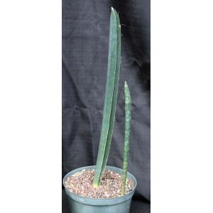 Sansevieria hallii (large form) 10-inch pots