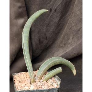 Sansevieria hallii cv Pink Bat one-gallon pots