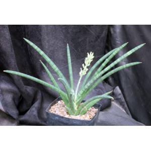 Sansevieria hargeisana (Lav 7382) one-gallon pots