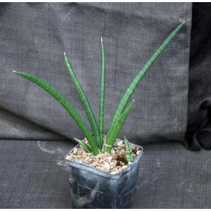 Sansevieria hargeisana (Lav 7382) 5-inch pots