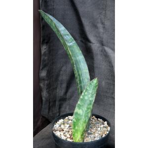 Sansevieria humiflora cv Hawaiian Star 8-inch pots