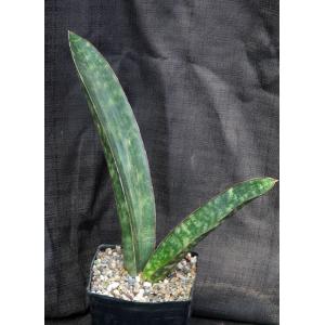 Sansevieria humiflora cv Hawaiian Star one-gallon pots