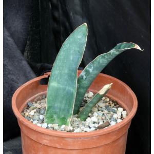Sansevieria humiflora (Strasbourg Botanical Gardens) 2-gallon po