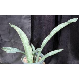 Sansevieria kirkii var. kirkii 10-inch pots